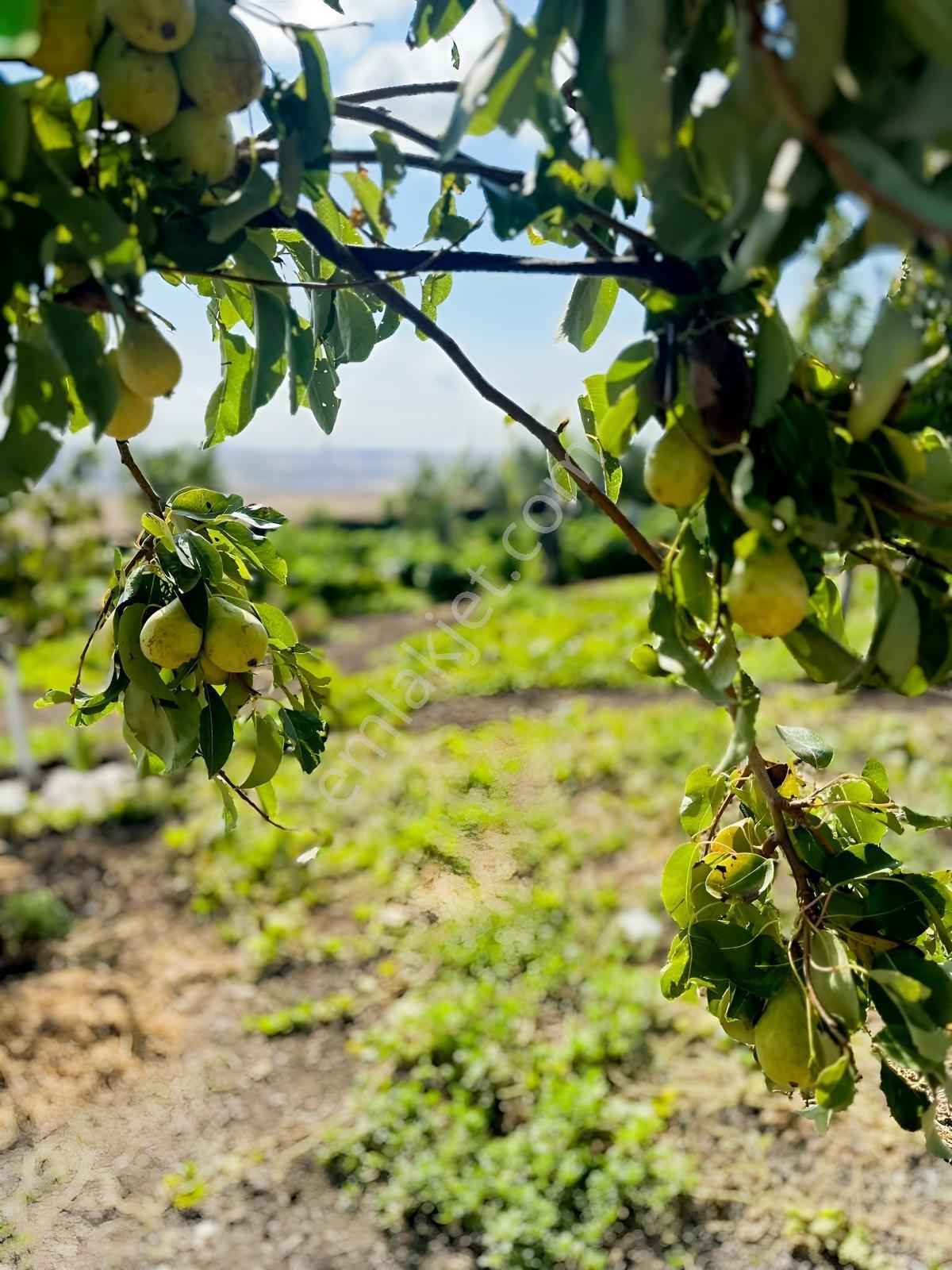 Silivri De Herşeyi İle Hazır Bag Ve Herçeşit Meyve Agacı — fotoğraf 28