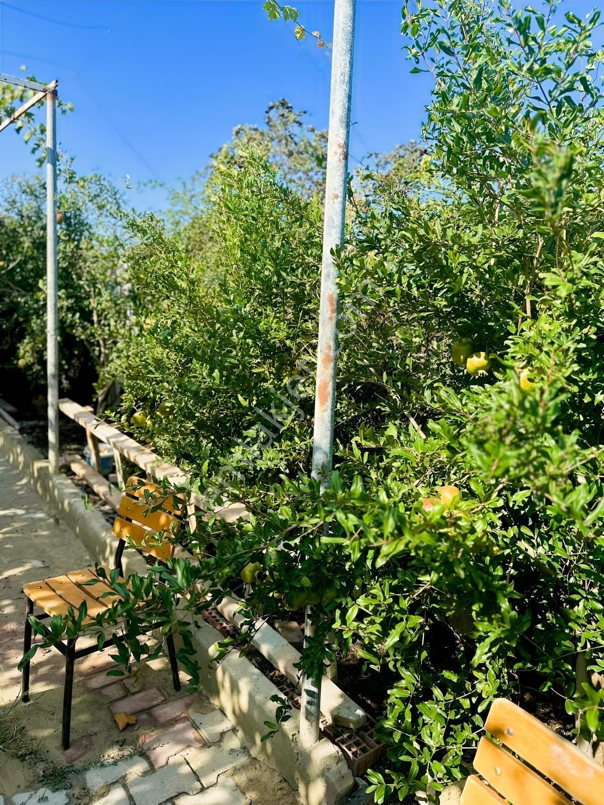Silivri De Herşeyi İle Hazır Bag Ve Herçeşit Meyve Agacı — fotoğraf 29