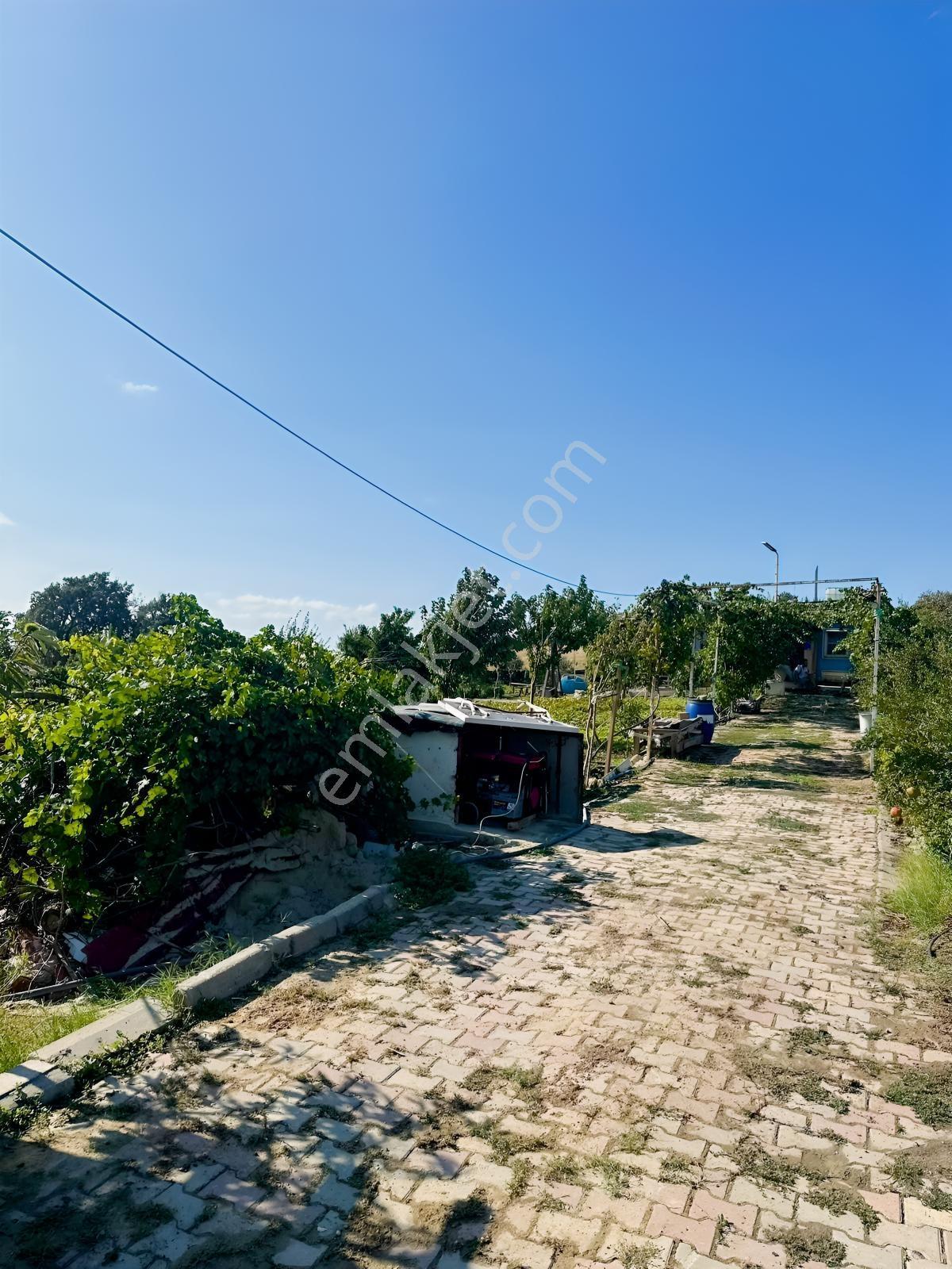 Silivri De Herşeyi İle Hazır Bag Ve Herçeşit Meyve Agacı — fotoğraf 31