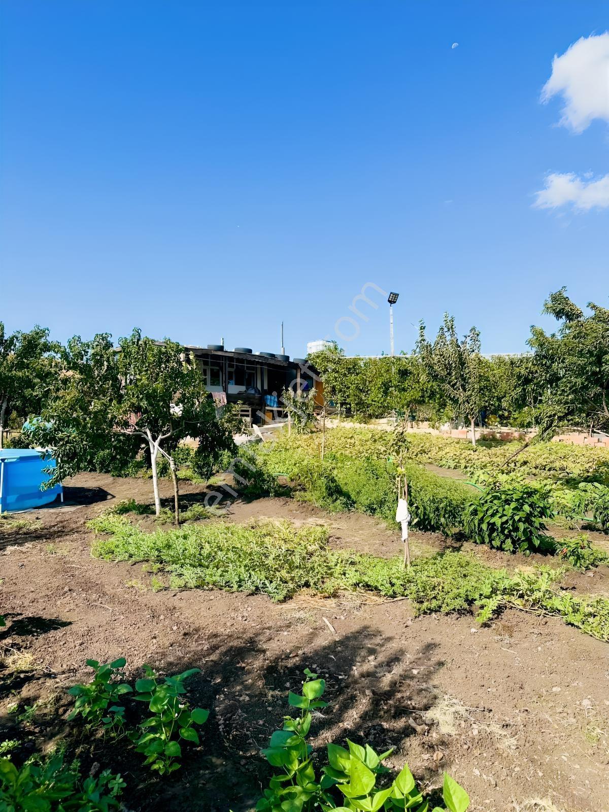 Silivri De Herşeyi İle Hazır Bag Ve Herçeşit Meyve Agacı — fotoğraf 32