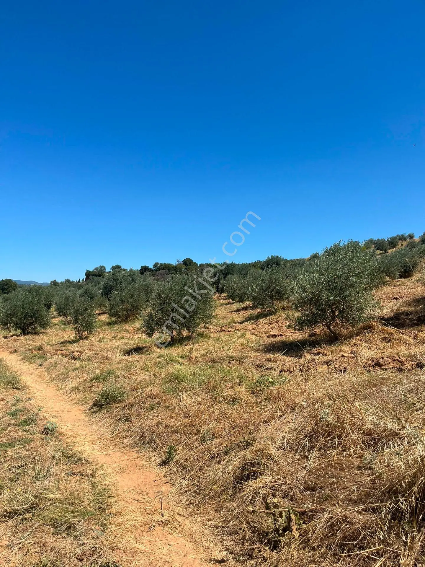 Egenova Emlaktan Karacasu Geyrede Verimli Yetiskin Zeytin Bahcesi — fotoğraf 3