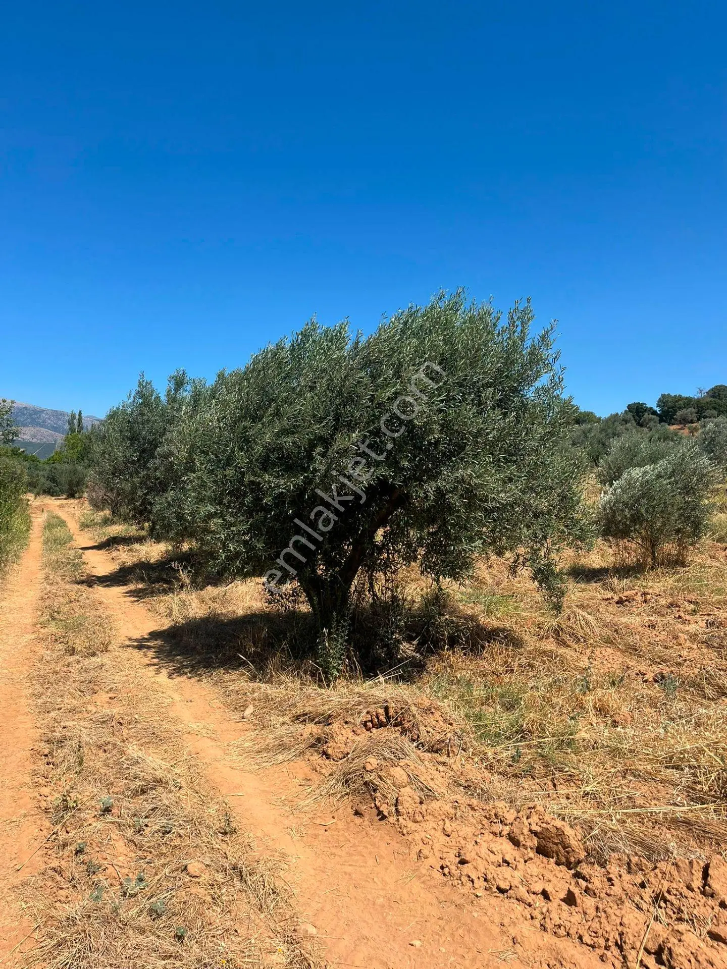 Egenova Emlaktan Karacasu Geyrede Verimli Yetiskin Zeytin Bahcesi — fotoğraf 8