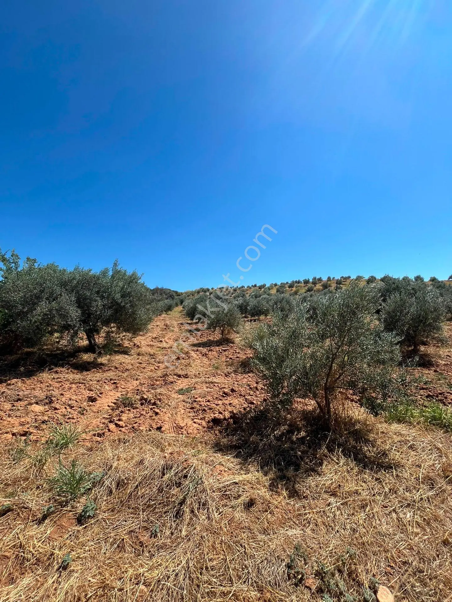 Egenova Emlaktan Karacasu Geyrede Verimli Yetiskin Zeytin Bahcesi — fotoğraf 22