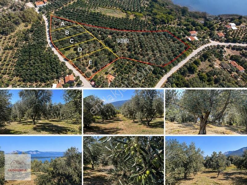 Tuana Emlak'tan Köyceğiz Sultaniye'de 905 M² Satılık Arazi — fotoğraf 2