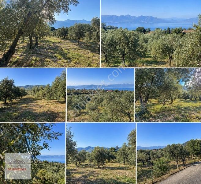 Tuana Emlak'tan Köyceğiz Sultaniye'de 905 M² Satılık Arazi — fotoğraf 3