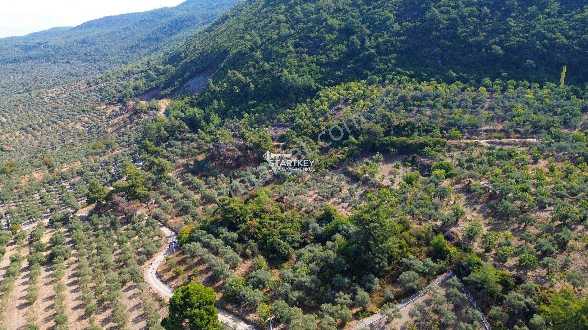 Selçuk Gökçealan Burgaz Mevkiinde Yola Yakın 5.392 M² Tarla — fotoğraf 12