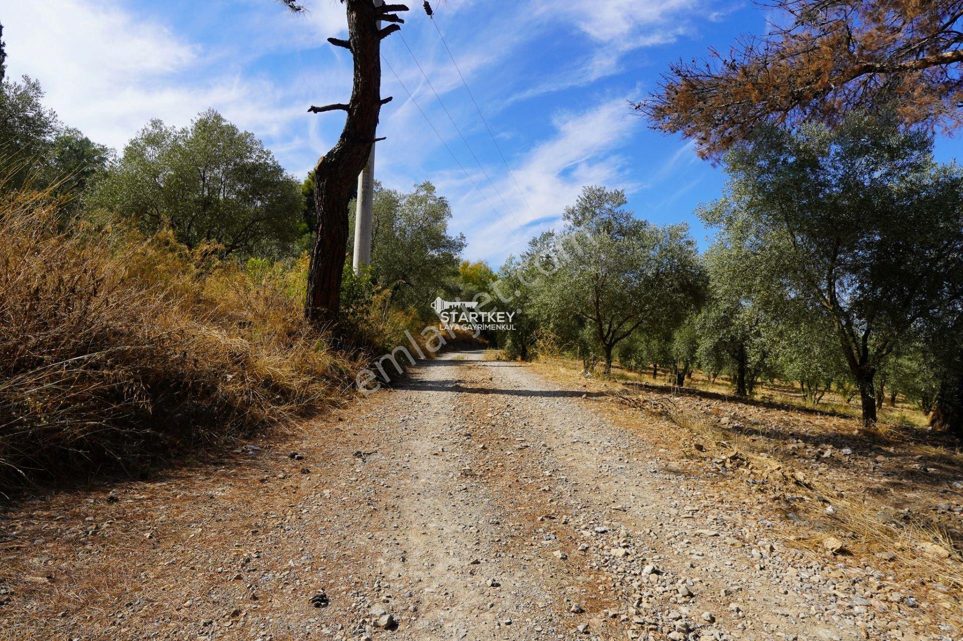 Selçuk Gökçealan Burgaz Mevkiinde Yola Yakın 5.392 M² Tarla — fotoğraf 24