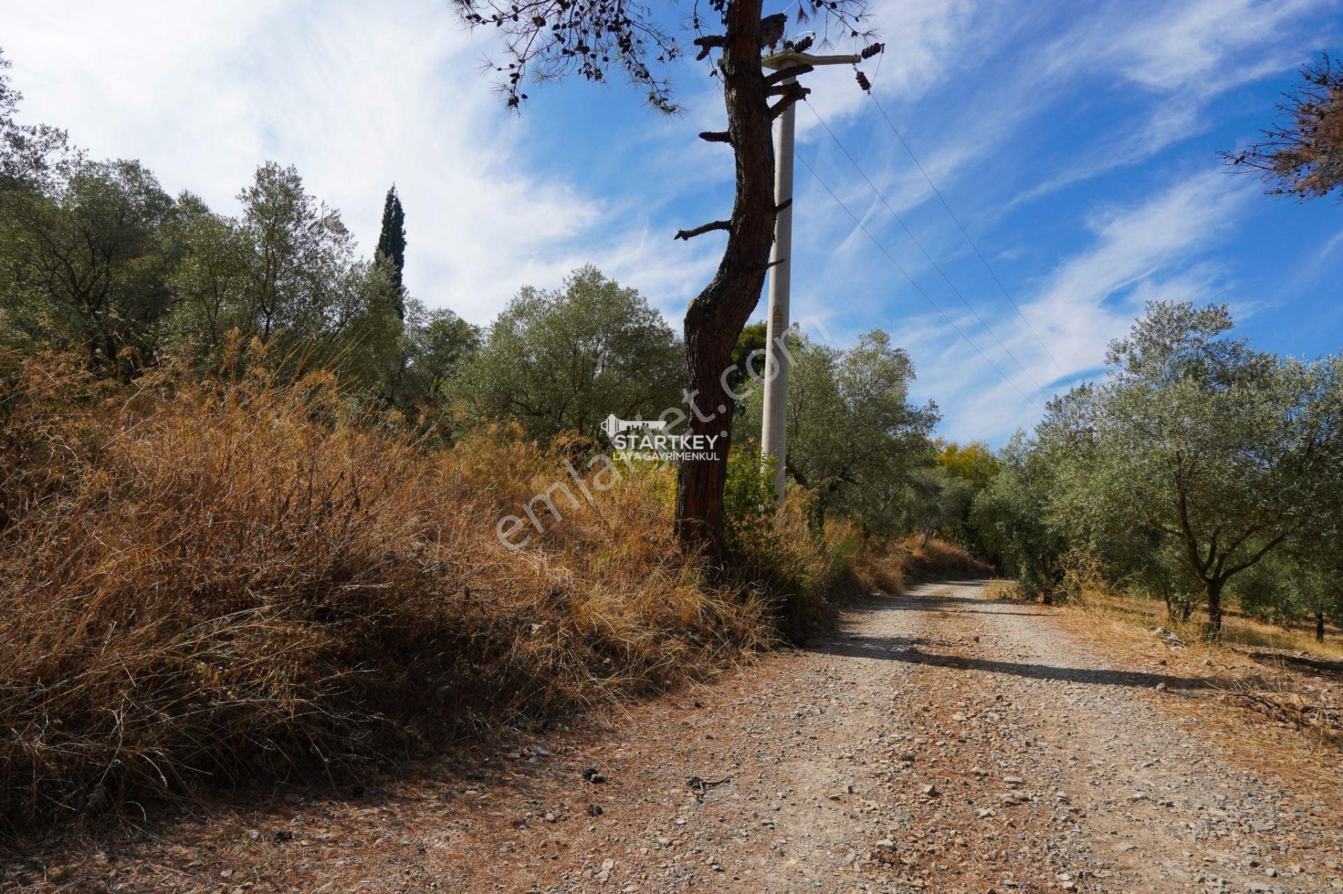 Selçuk Gökçealan Burgaz Mevkiinde Yola Yakın 5.392 M² Tarla — fotoğraf 26