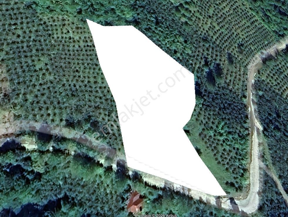 Vavien Emla'tan Piraziz Medrese Köyünde Satılık Bahçe — fotoğraf 3