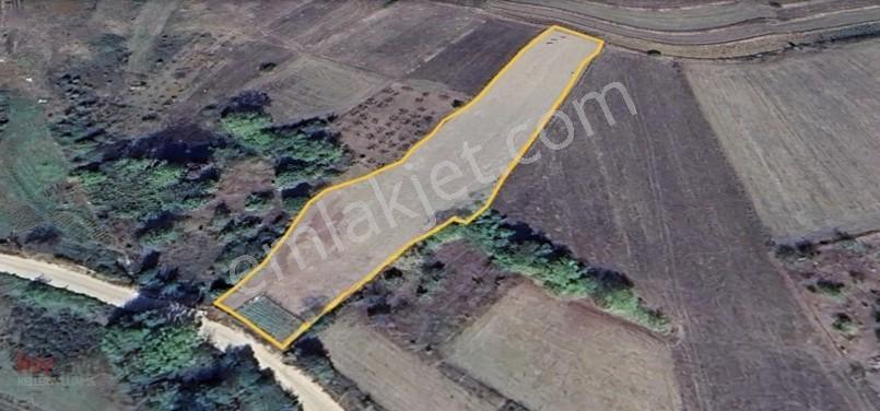 Kw Arven'Den Kandıra Sepetçi'De 3775 M2 Tarlanın 12/8 Hissesi