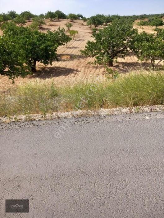 Arevar'dan Nizip Şehir Hastanesi Karşısı Yatırımlık Fıstıklık — fotoğraf 2