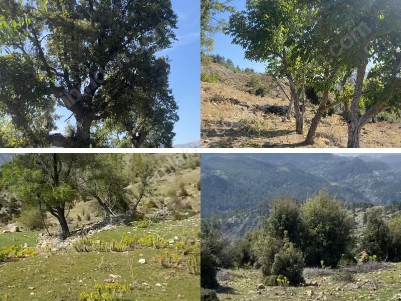 Konyaaltı Üçoluk'ta 20 Dönüm Tarla (ahşap Ev Ve Tarla Nitelikli) — fotoğraf 11