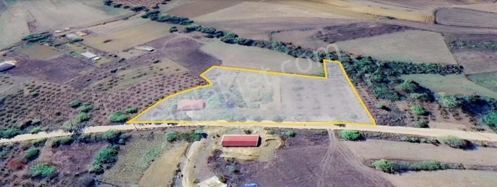Kw Arven'Den Kandıra Sepetçi'De 6208 M2 Tarlanın 12/8 Hissesi