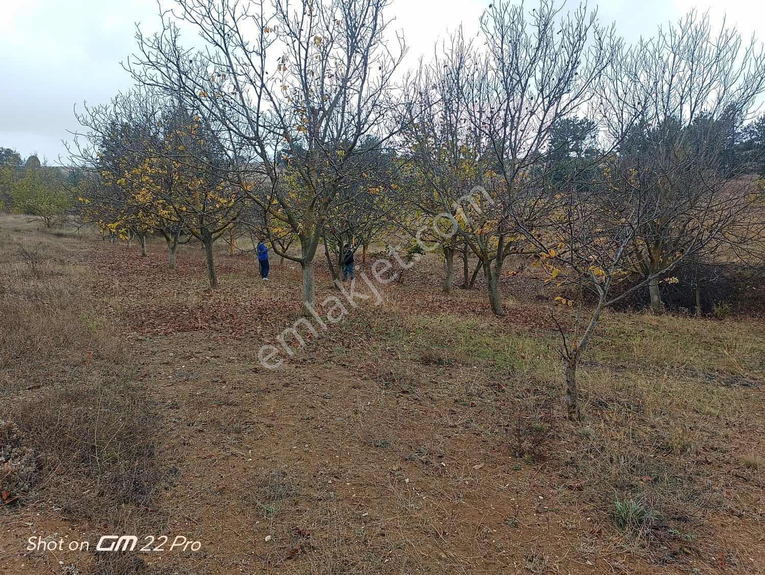 Bilecik Yenipazar Kavacık Köyü Cevizlik 710 M2 Satılık — fotoğraf 2