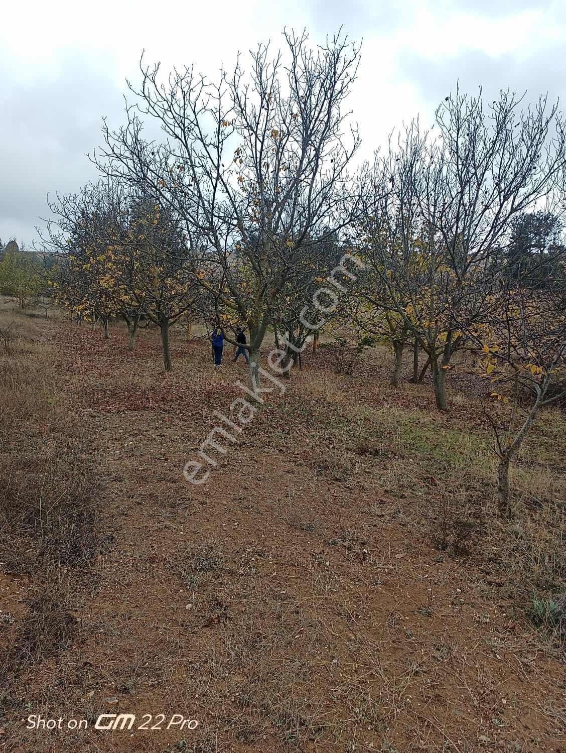 Bilecik Yenipazar Kavacık Köyü Cevizlik 710 M2 Satılık — fotoğraf 3