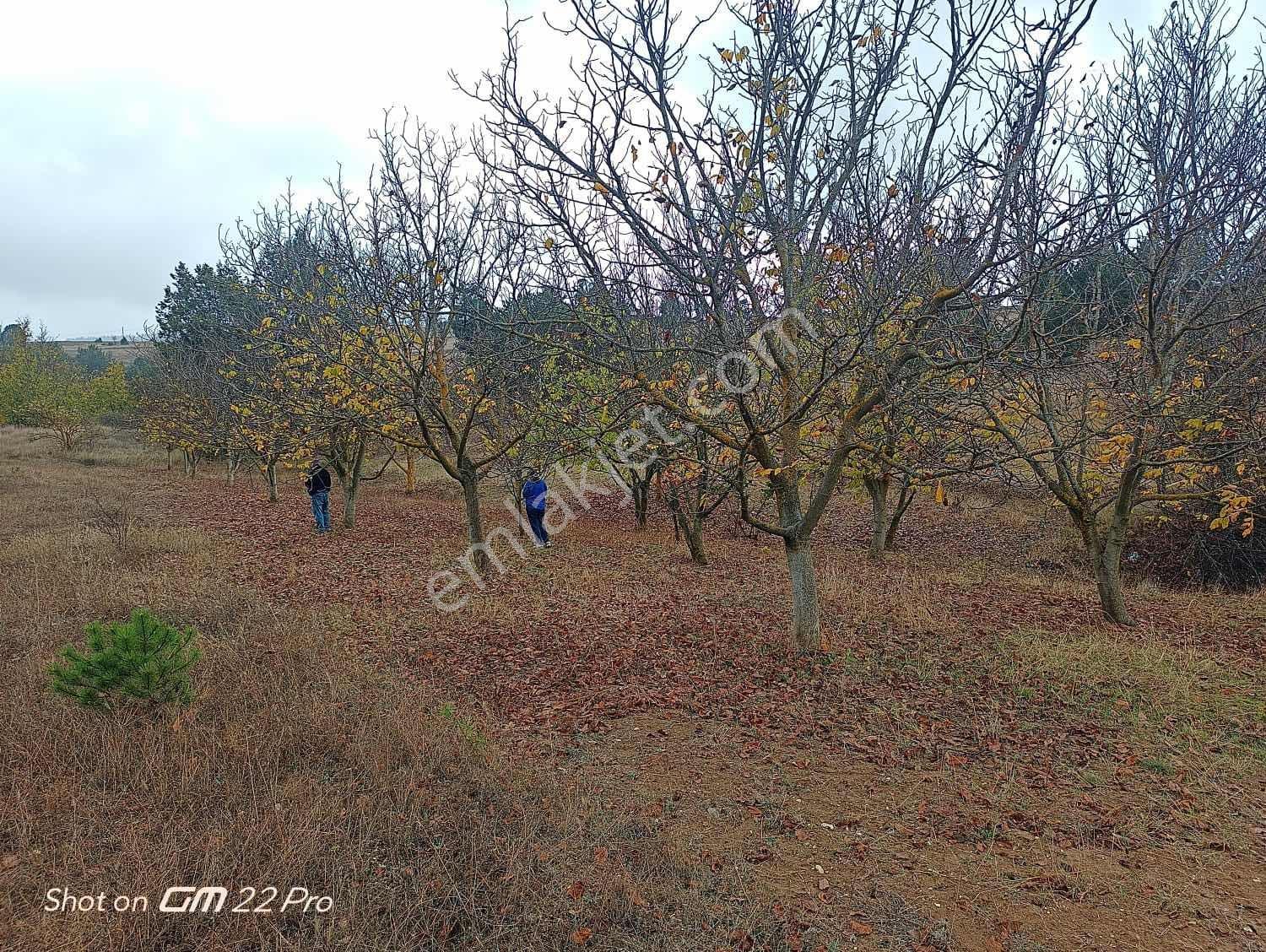 Bilecik Yenipazar Kavacık Köyü Cevizlik 710 M2 Satılık — fotoğraf 4