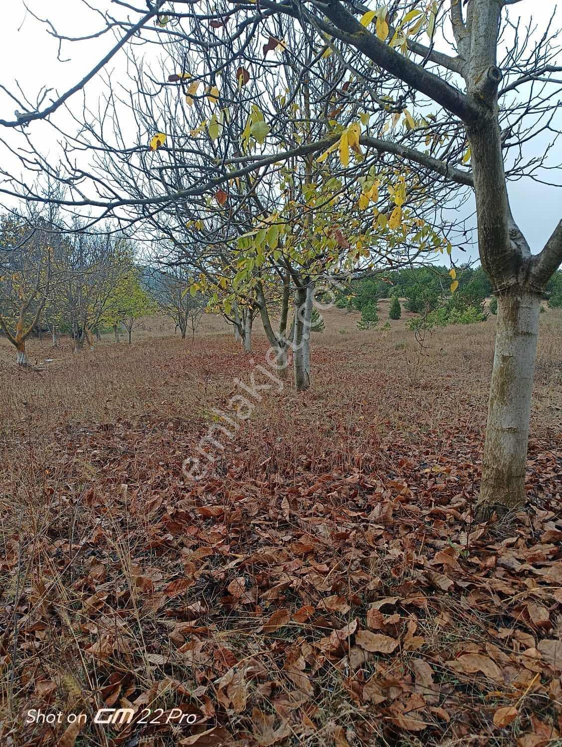 Bilecik Yenipazar Kavacık Köyü Cevizlik 710 M2 Satılık — fotoğraf 6