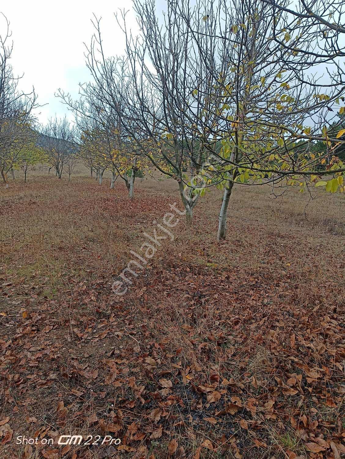 Bilecik Yenipazar Kavacık Köyü Cevizlik 710 M2 Satılık — fotoğraf 7