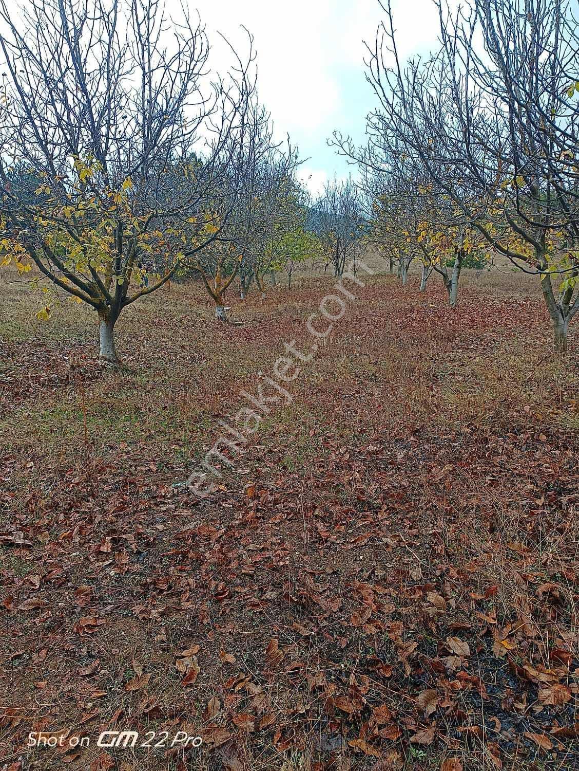 Bilecik Yenipazar Kavacık Köyü Cevizlik 710 M2 Satılık — fotoğraf 8