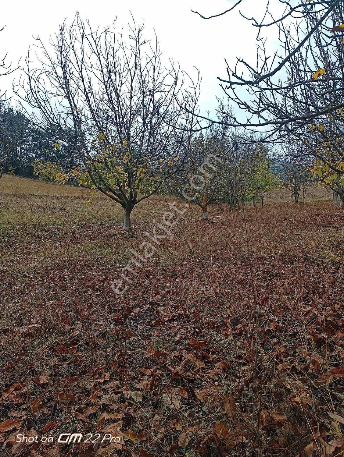 Bilecik Yenipazar Kavacık Köyü Cevizlik 710 M2 Satılık — fotoğraf 9
