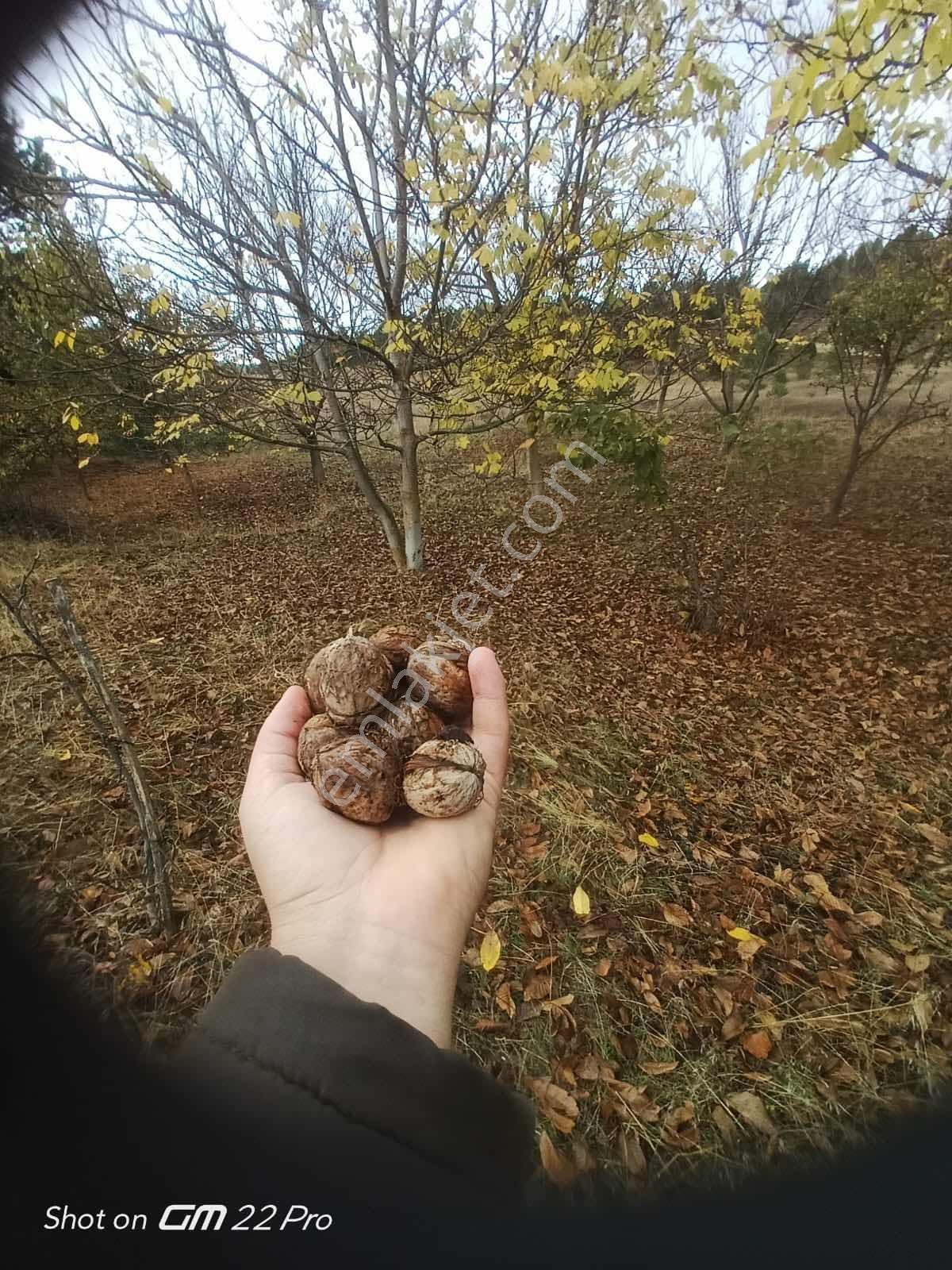 Bilecik Yenipazar Kavacık Köyü Cevizlik 710 M2 Satılık — fotoğraf 10
