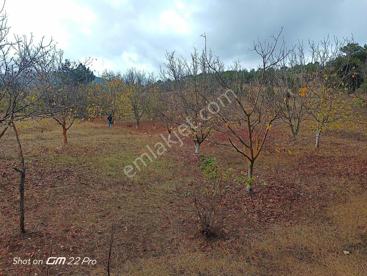 Bilecik Yenipazar Kavacık Köyü Cevizlik 710 M2 Satılık — fotoğraf 12