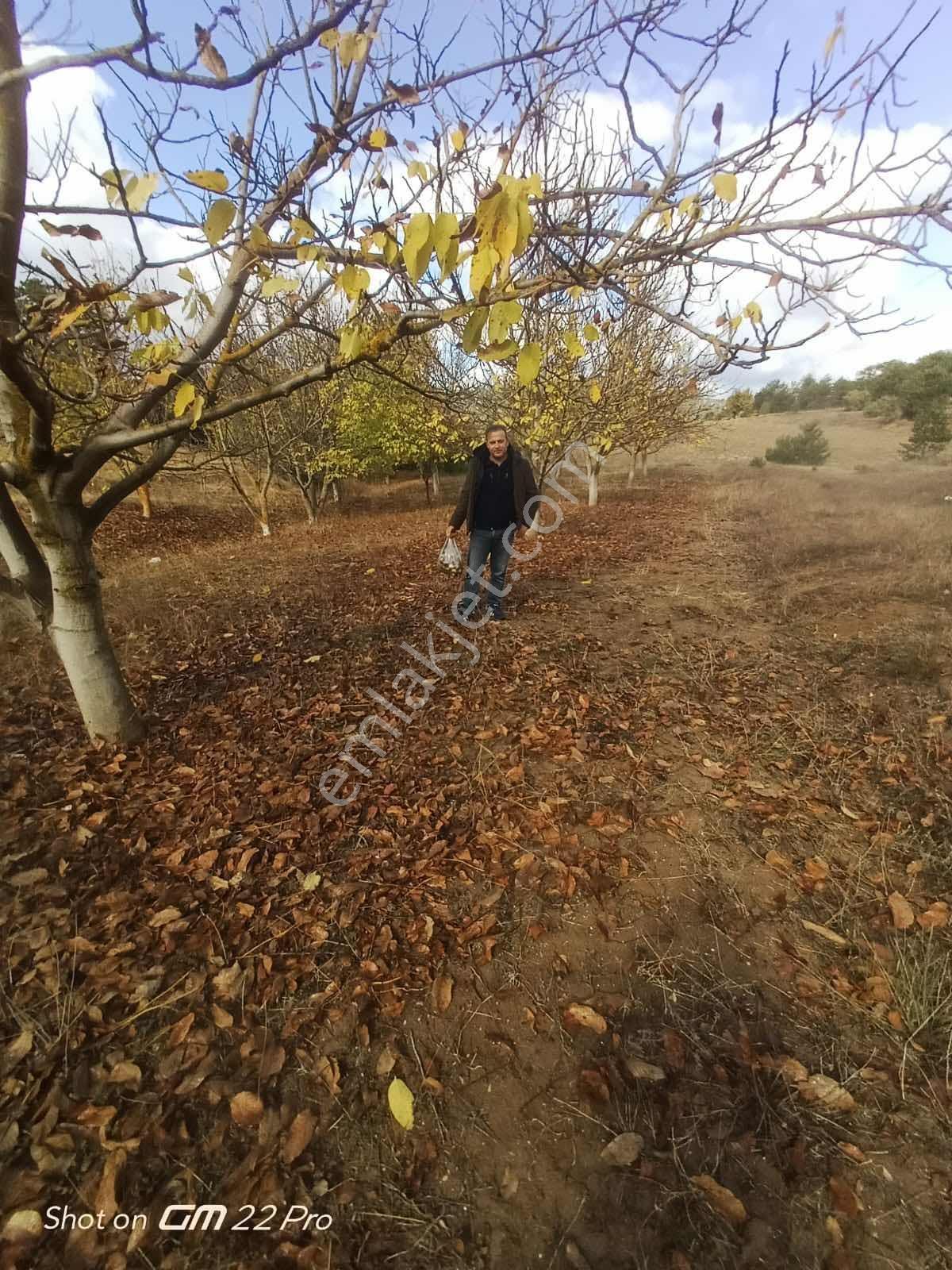 Bilecik Yenipazar Kavacık Köyü Cevizlik 710 M2 Satılık — fotoğraf 14