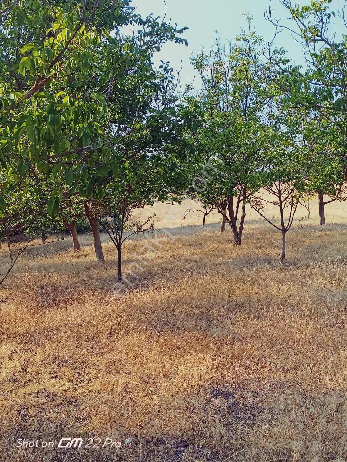 Bilecik Yenipazar Kavacık Köyü Cevizlik 710 M2 Satılık — fotoğraf 15