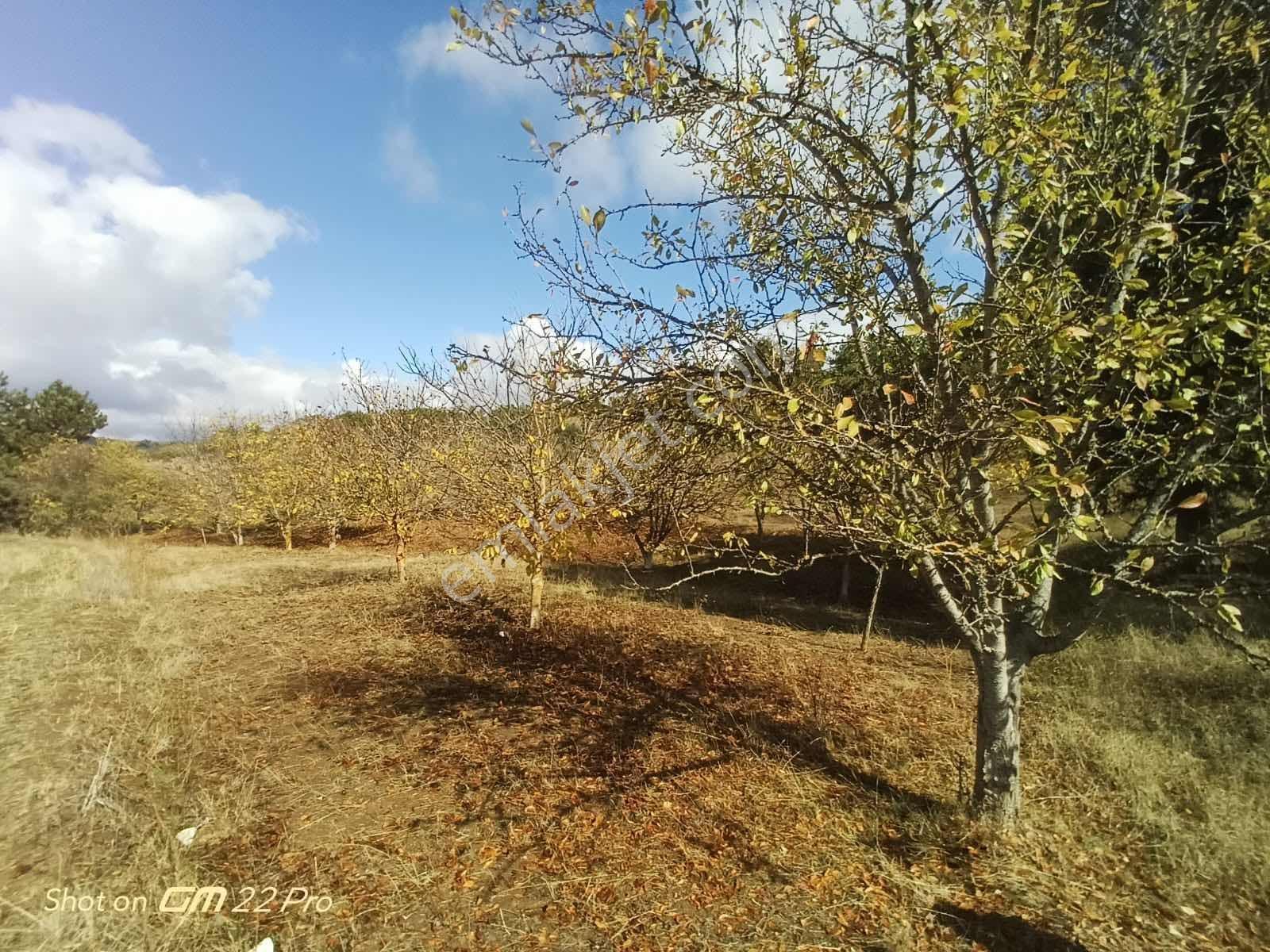 Bilecik Yenipazar Kavacık Köyü Cevizlik 710 M2 Satılık — fotoğraf 16