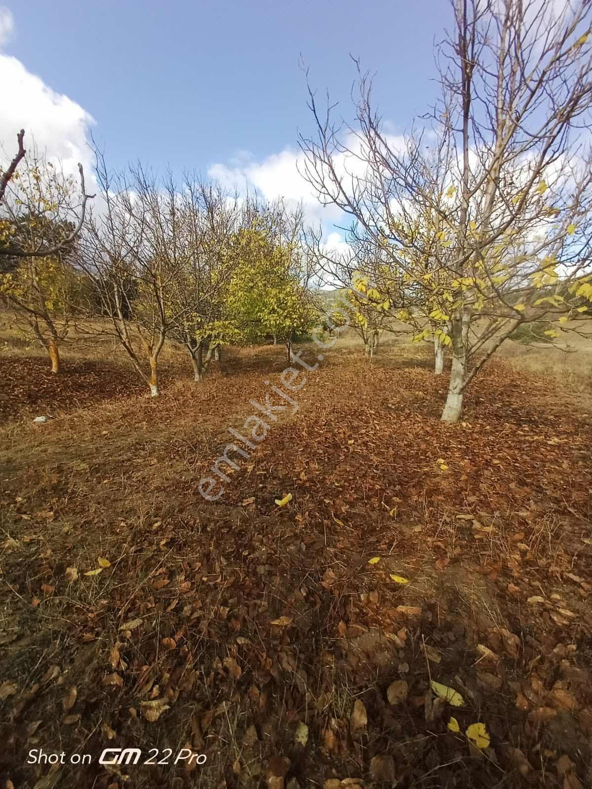 Bilecik Yenipazar Kavacık Köyü Cevizlik 710 M2 Satılık — fotoğraf 17
