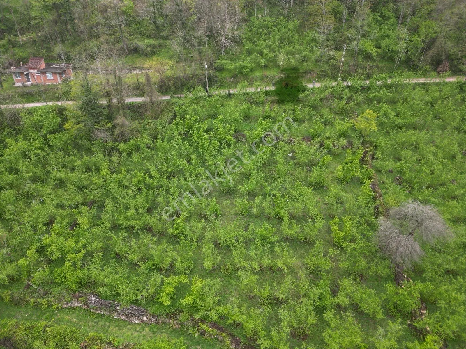 Fatsa Demirci Köyü’Nde Yola Cephe, İmara Açık 3.120 M² Fındık Bahçesi