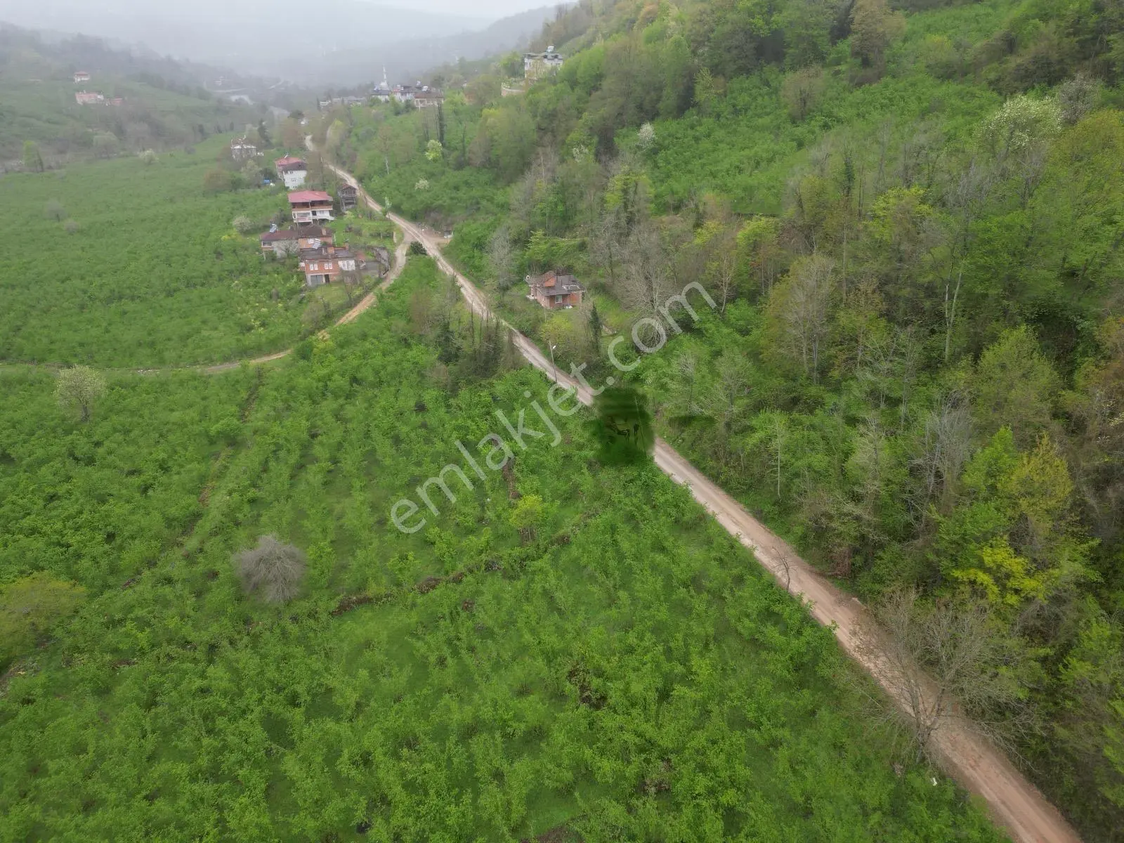 Fatsa Demirci Köyü’nde Yola Cephe, İmara Açık 3.120 M² Fındık Bahçesi — fotoğraf 2