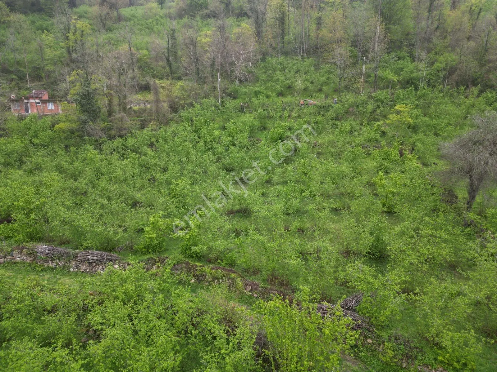 Fatsa Demirci Köyü’nde Yola Cephe, İmara Açık 3.120 M² Fındık Bahçesi — fotoğraf 3