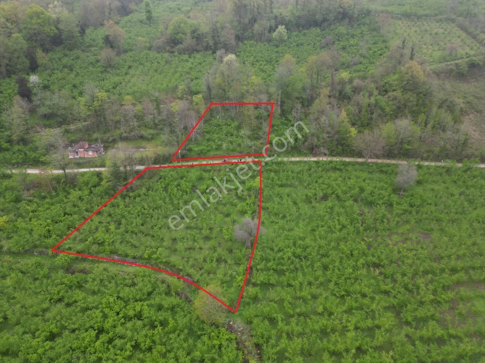 Fatsa Demirci Köyü’nde Yola Cephe, İmara Açık 3.120 M² Fındık Bahçesi — fotoğraf 4