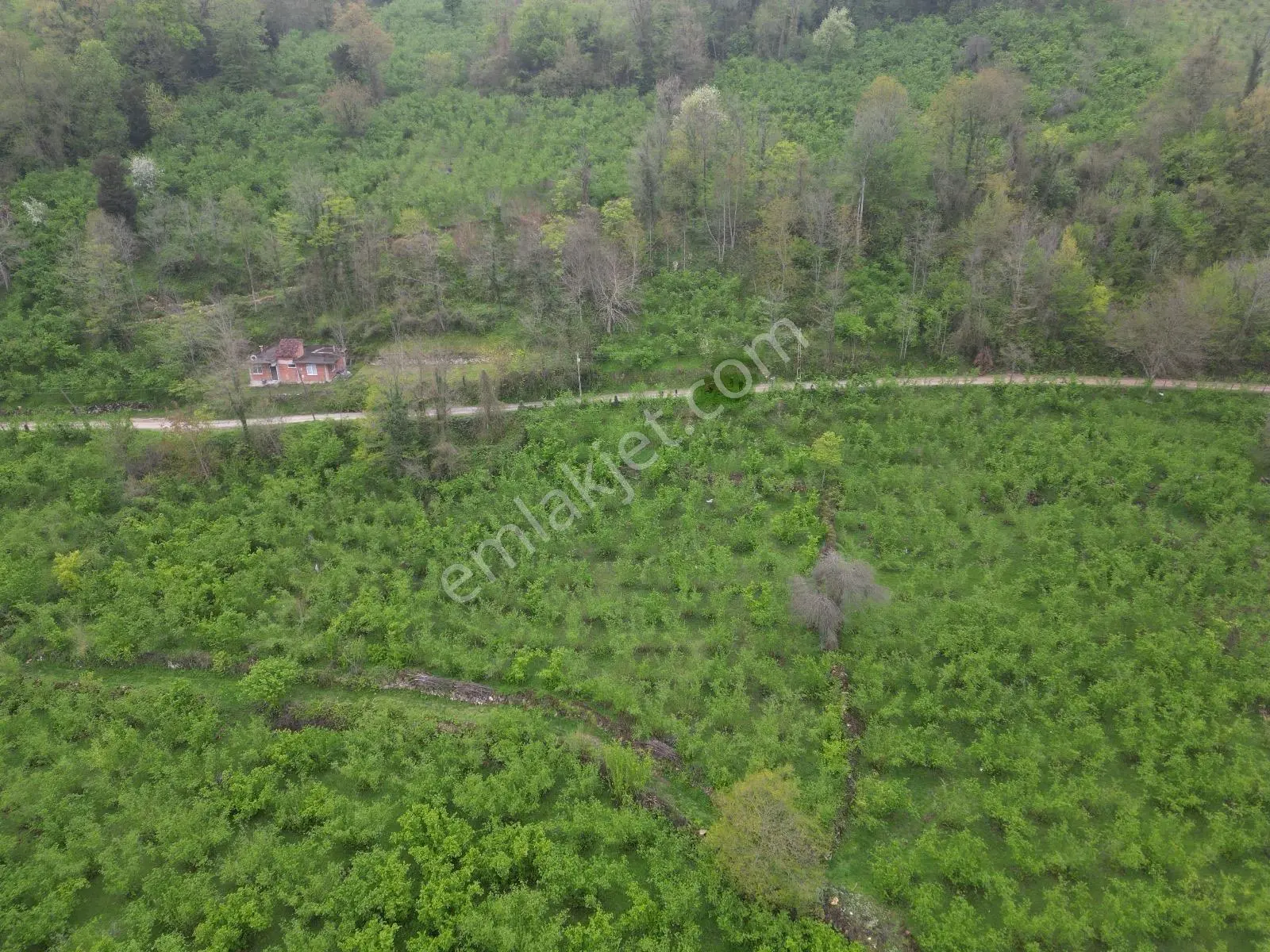 Fatsa Demirci Köyü’nde Yola Cephe, İmara Açık 3.120 M² Fındık Bahçesi — fotoğraf 6