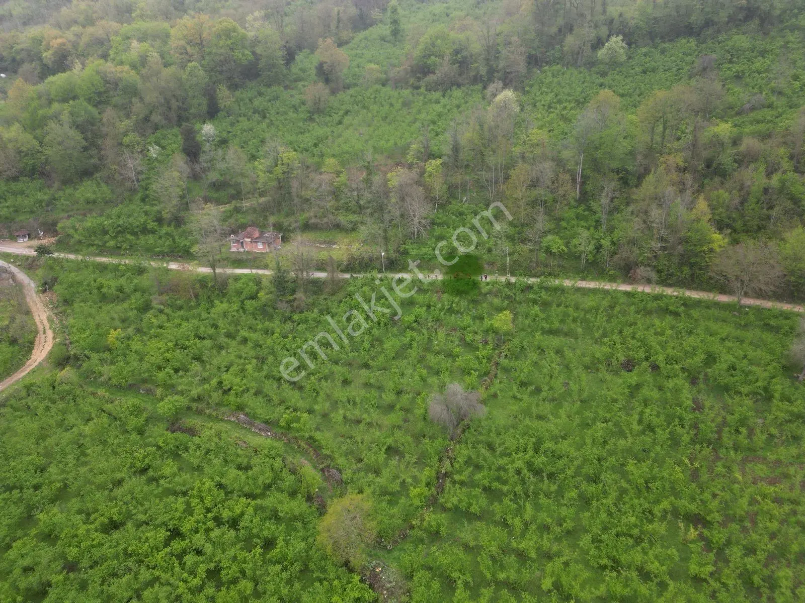 Fatsa Demirci Köyü’nde Yola Cephe, İmara Açık 3.120 M² Fındık Bahçesi — fotoğraf 7