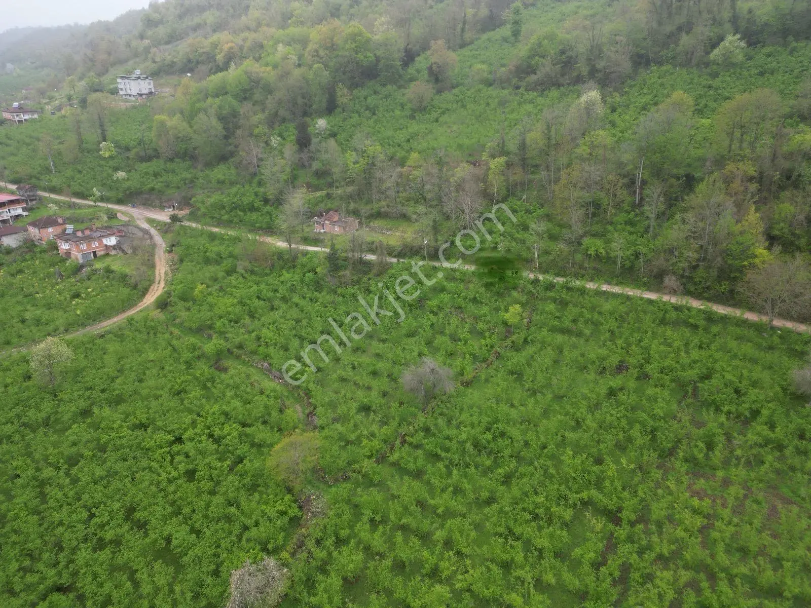 Fatsa Demirci Köyü’nde Yola Cephe, İmara Açık 3.120 M² Fındık Bahçesi — fotoğraf 8