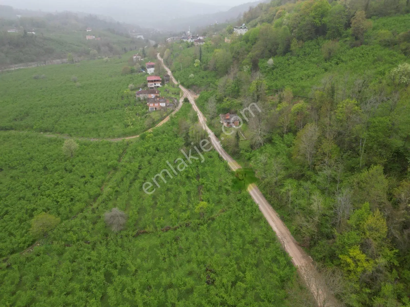 Fatsa Demirci Köyü’nde Yola Cephe, İmara Açık 3.120 M² Fındık Bahçesi — fotoğraf 9