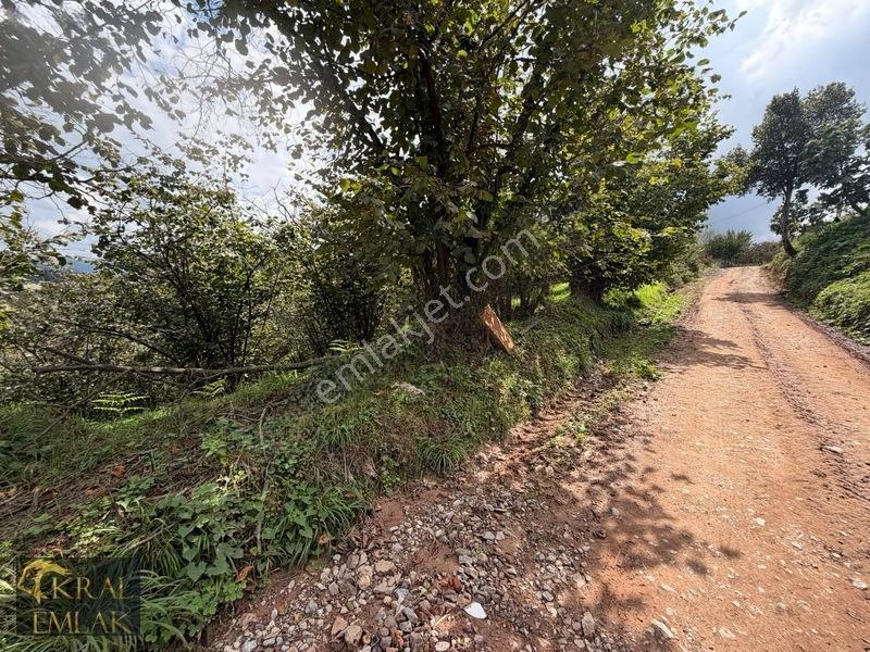Tepeköyde Bakımlı 5887 M2 Satılık Fındık Bahçesi — fotoğraf 11