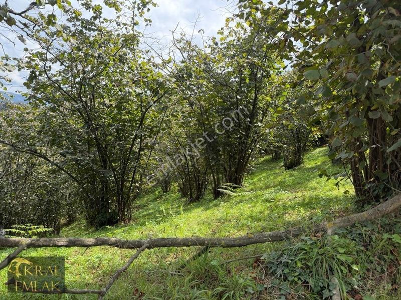 Tepeköyde Bakımlı 5887 M2 Satılık Fındık Bahçesi — fotoğraf 12
