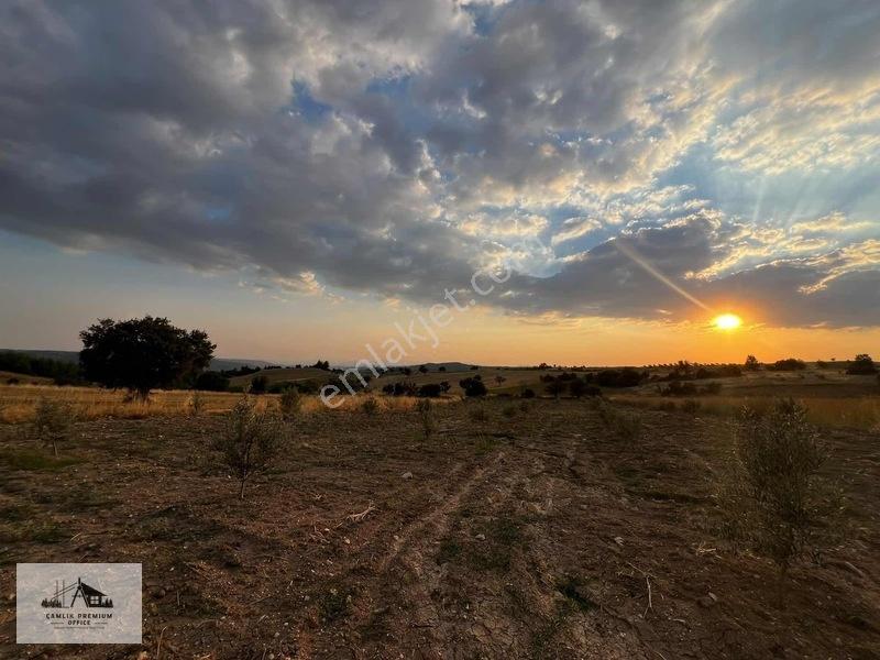 Denizli Kale'de Bahçe & Tütün Tarlası — fotoğraf 6