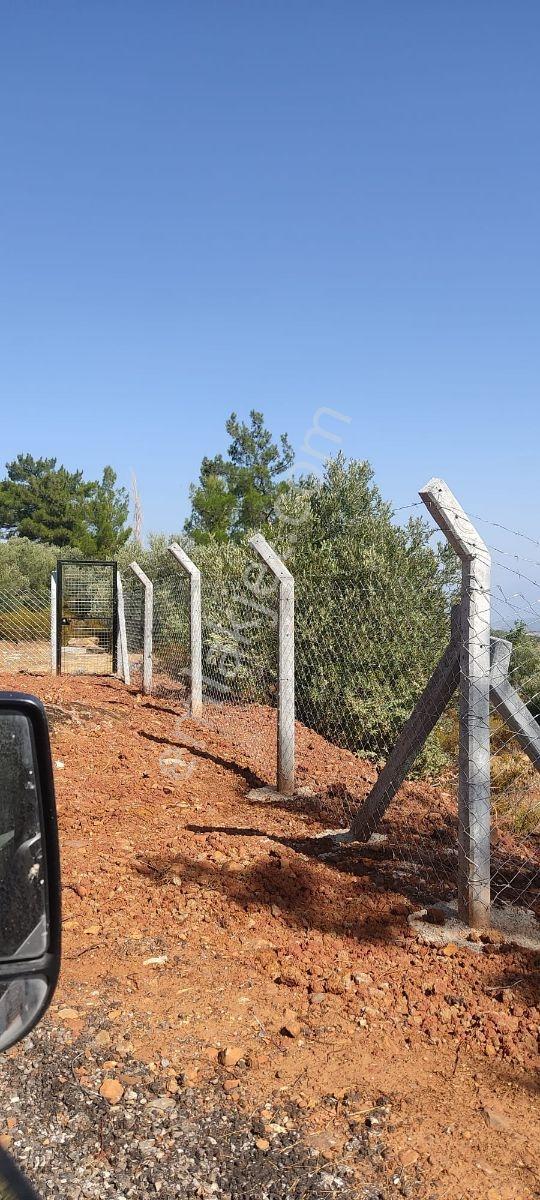 Aydın Karacasu Büyükdağlıda 2 Parsel 36,62 Dönüm Su & Elektrikli — fotoğraf 5