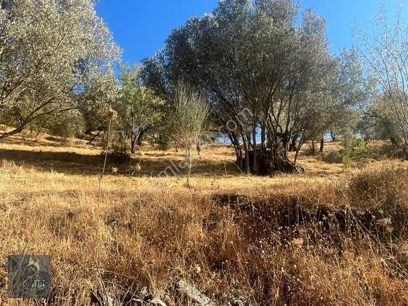 Güzelbahçe Payamlıda Bakımlı Zeytinlik | Çift Yola Cepheli — fotoğraf 29