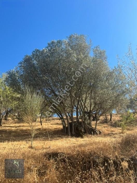 Güzelbahçe Payamlıda Bakımlı Zeytinlik | Çift Yola Cepheli — fotoğraf 31