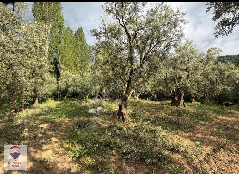 Remaxmavi'den Bursa Orhangazi Akharemde 7.230 M² Satılık Tarla — fotoğraf 9
