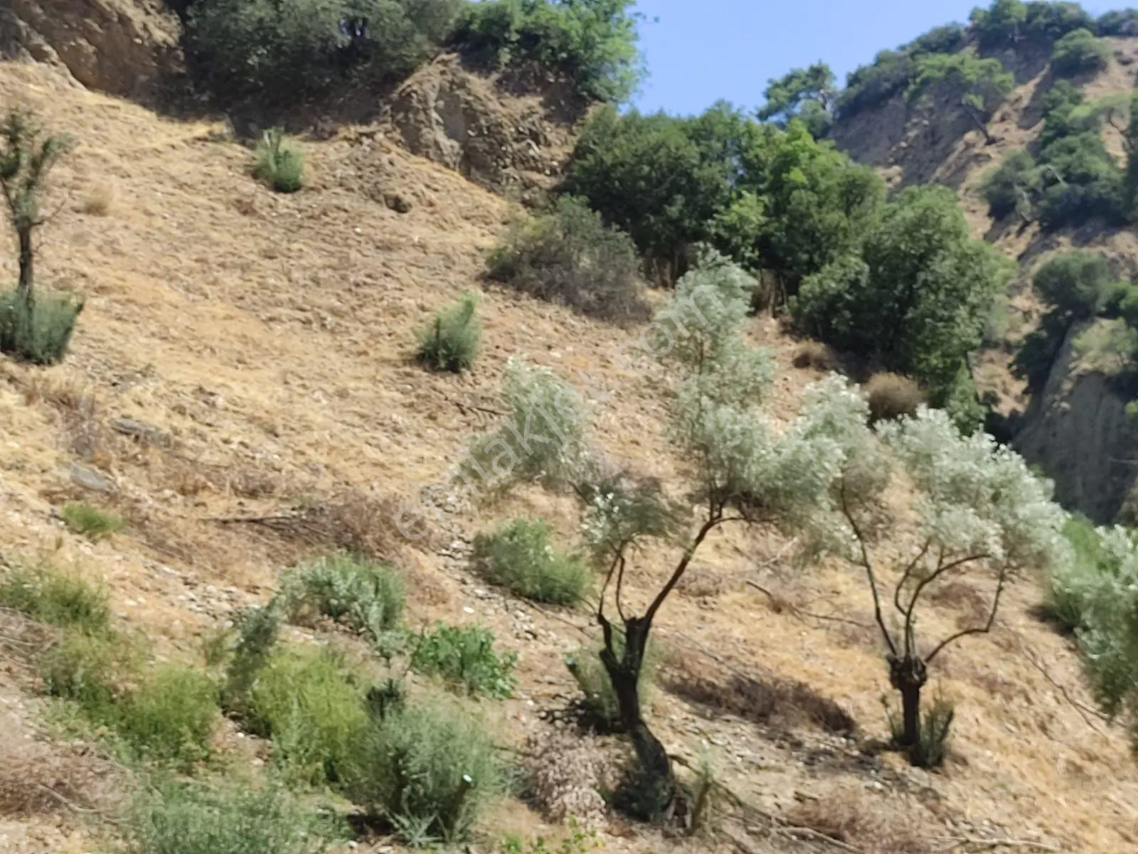 Sultanhisar Yağdere'de Acil Satılık Fırsat Zeytinlik — fotoğraf 3
