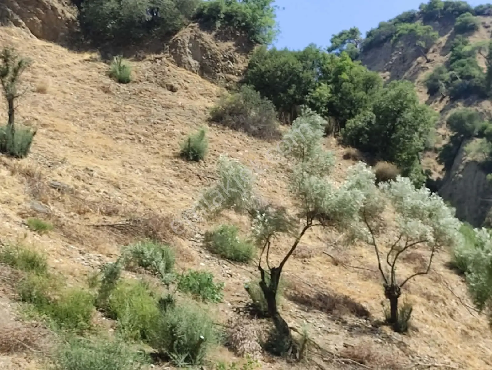 Sultanhisar Yağdere'de Acil Satılık Fırsat Zeytinlik — fotoğraf 5