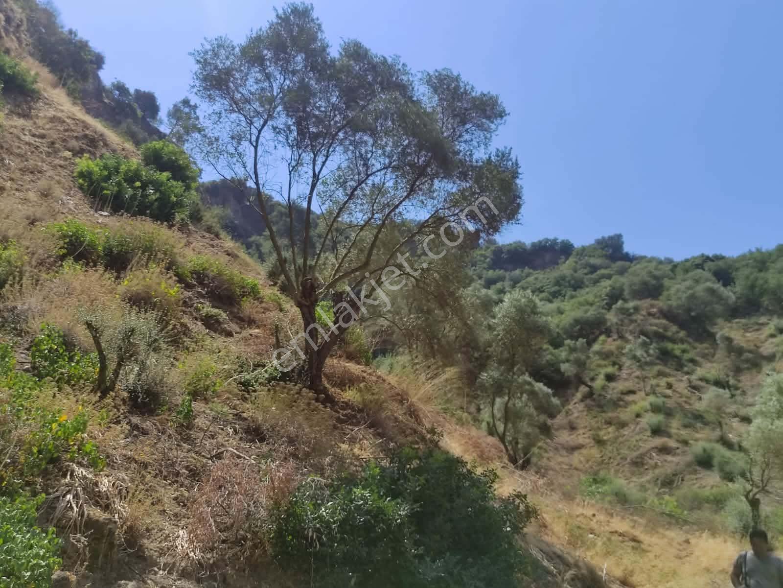 Sultanhisar Yağdere'de Acil Satılık Fırsat Zeytinlik — fotoğraf 29