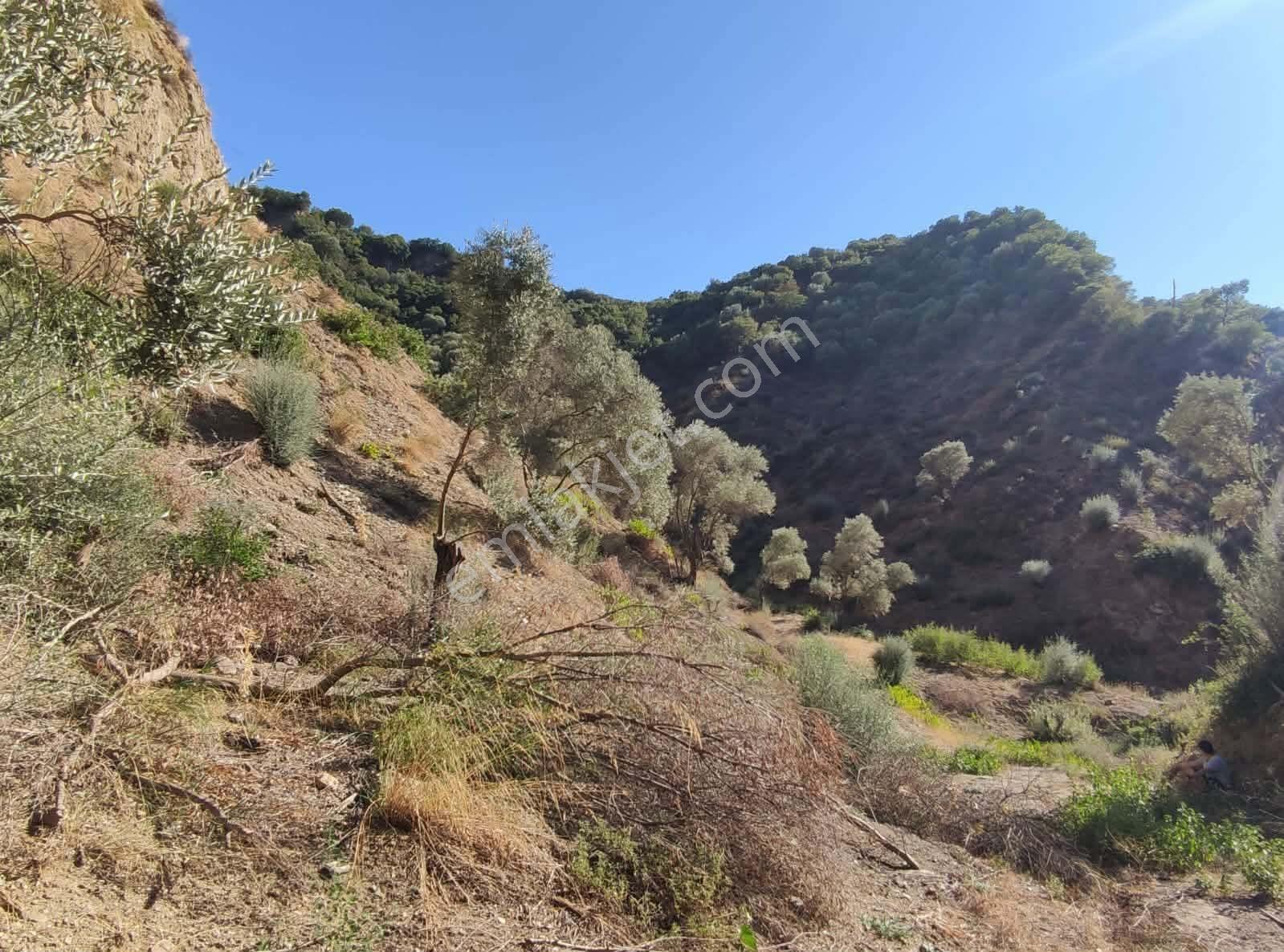 Sultanhisar Yağdere'de Acil Satılık Fırsat Zeytinlik — fotoğraf 34