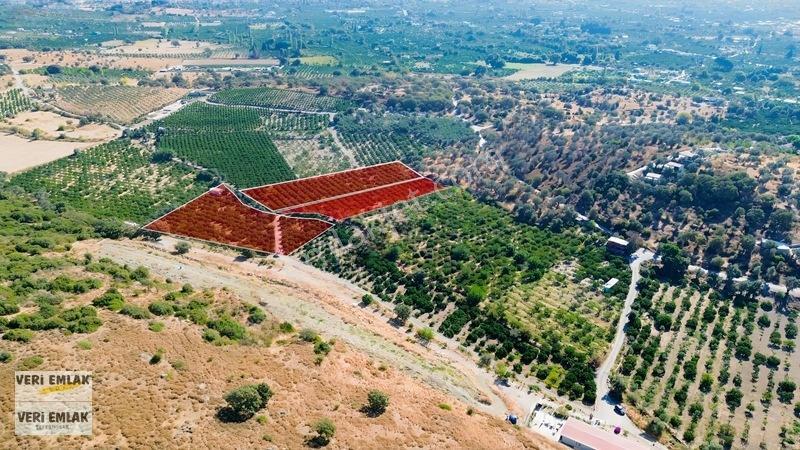 Seferihisar Sığacık Taşdibi Mevkiinde 12.901 M² Mandalinlik — fotoğraf 2